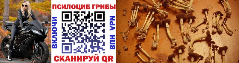 наркошоп  Олонец  Галлюциногенные грибы Psilocybine cubensis 